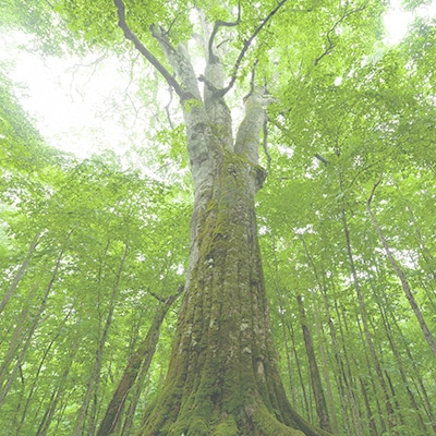 生命の樹